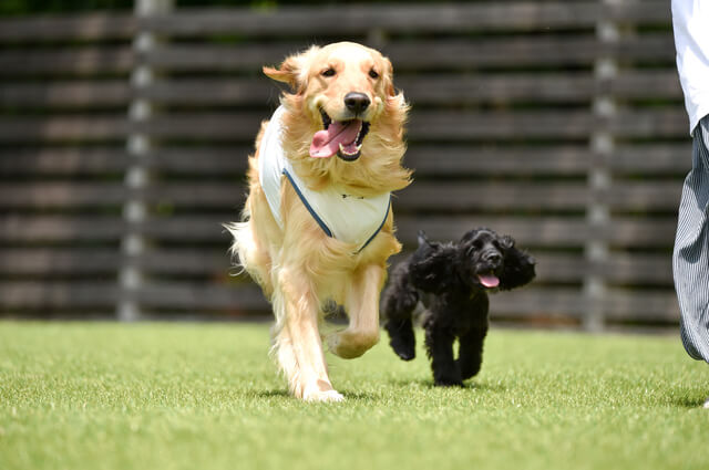 犬の予防注射は必須!注射の種類や料金、時期や接種間隔などを解説!のサムネイル画像